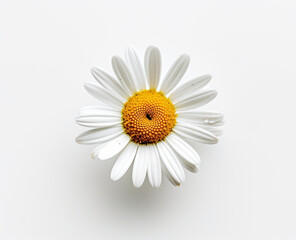 Camomile daisy flower isolated on white