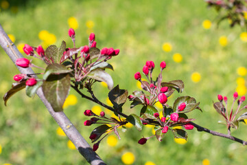 A small blooming apple tree with pink flowers and burgundy leaves. Red Kuldzhinka or Nedzvetsky 's apple tree