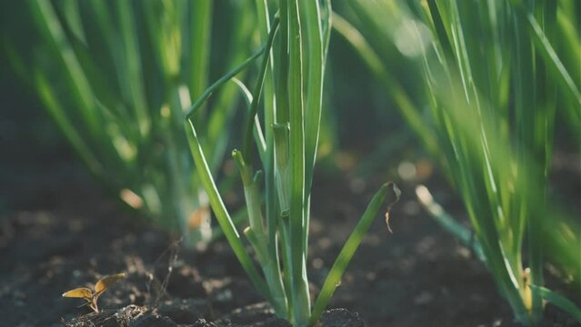 Onions growing in the vegetable garden. Close-up of green onions.