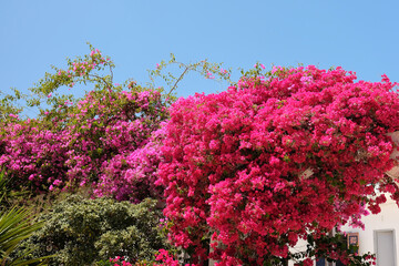 Beautiful red and purple Bougainvillea flower tree in Ios Greece