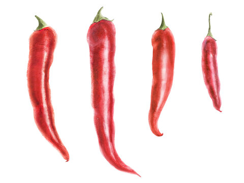 Modern watercolor botanical illustration of four red hot chili peppers