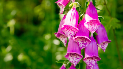 Pink foxglove flowers against a green background