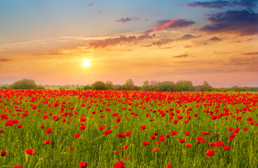 Fototapeta na wymiar Beautiful summer landscape field with bright red flowers .