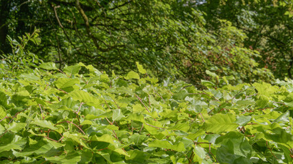 Fagus sylvatica - spring new green leaves in May. selected focus