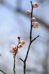 梅