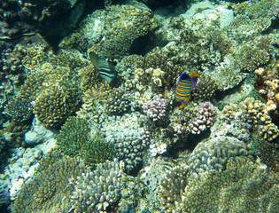 Fototapeta na wymiar View of coral reef in Sharm El Sheik