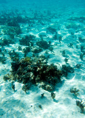 Fototapeta premium View of coral in lagoon