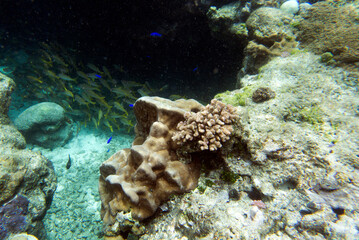 View of coral in lagoon