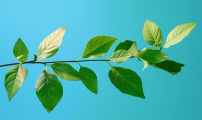  a branch of a tree with green leaves on a blue sky background with copy - up space in the center of the image, with a few green leaves on the branch.  generative ai