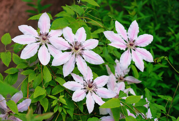 Naklejka premium Clematis bloom in the summer garden 