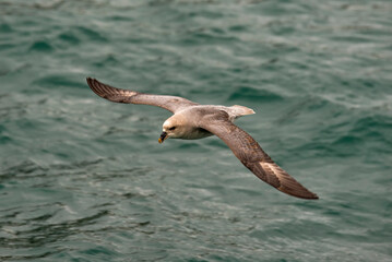 seagull
