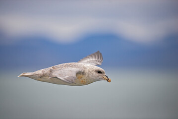 seagull