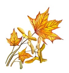 Yellow maple leaves with seeds. Watercolor autumn illustration.