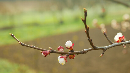 Blossom apricot flower fruit tree growing bloom bud white red branch orchards garden spring trees...