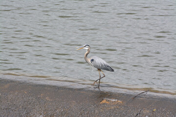 Great Blue Heron by the lake