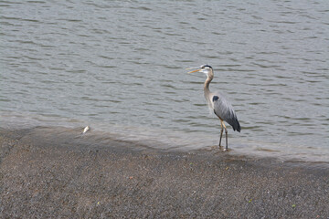 Great Blue Heron by the lake