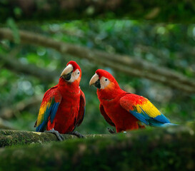 Fototapeta na wymiar Jako parrots, in their abode of life