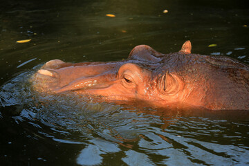 Fototapeta premium Flusspferd / Nilpferd
