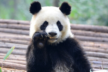 Giant Panda eating bamboo, Chengdu, China	