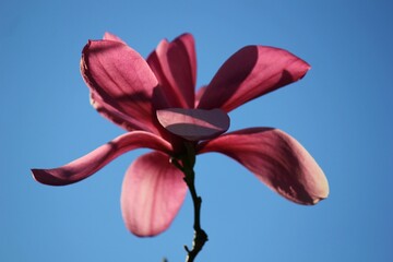 Magnolia with sky as a background