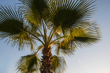 Naklejka na ściany i meble sunset on a sandy beach under palm trees