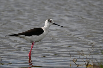 Black-winged stilt // Stelzenläufer (Himantopus himantopus) - Axios-Delta, Greece
