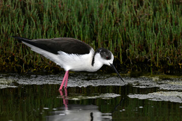 Black-winged stilt // Stelzenläufer (Himantopus himantopus) - Axios-Delta, Greece