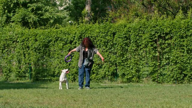 a young girl plays with a white dog of a large pit bull breed in the park with a toy the dog runs after her and pulls the toy with its teeth