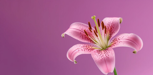 Pink lily, flower, greeting card, copy space