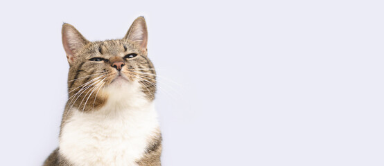 Banner with gray shorthair domestic tabby cat sniffs in front of blue background.