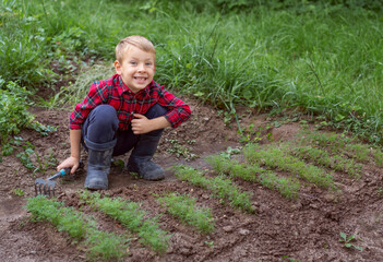 A little boy dressed as a farmer sits near a dill patch and loosens the soil. Organic farming concept