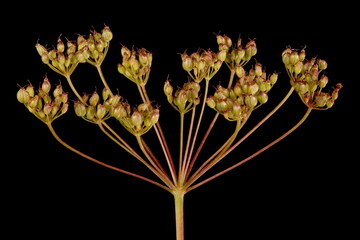 Burnet-Saxifrage (Pimpinella saxifraga). Fruiting Umbel Closeup