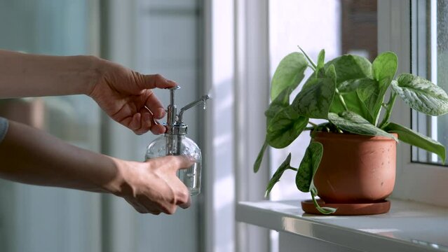 Woman spraying plant in clay pot. Female hand sprays water on Scindapsus houseplant in flower pot, moisturizes air surround leaves during hot summer season. Greenery at home. Plant care, hobby. 