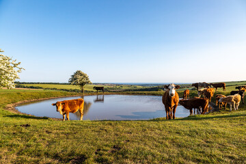 A view on Ditchling Beacon in the South Downs, with a herd of cows at the dew pond