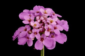 Fototapeta na wymiar Garden Candytuft (Iberis umbellata). Inflorescence Closeup