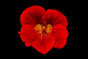 Nasturtium (Tropaeolum majus). Semi-Opened Flower Closeup