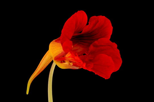 Nasturtium (Tropaeolum majus). Semi-Opened Flower Closeup