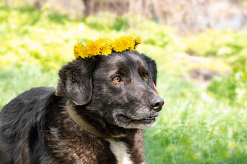 Dog with dandelions.Outdoors portrait of black dog with a circlet of yellow dandelions in summer time.