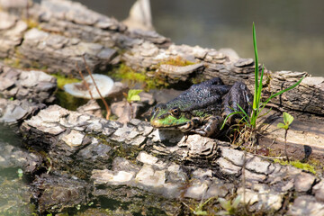 Common frog.A Green Frog is resting on a log in the pond basking in the sun.