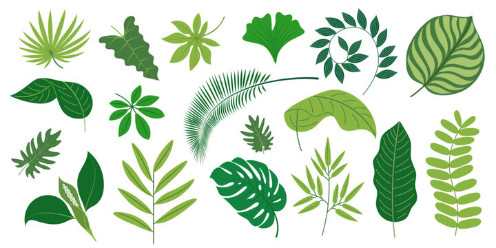 Isolated tropical hand drawn green leaves. Collection of vector exotic plants. Summer botanical set