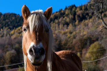 Fotobehang Ritratto di cavallo © Fabio Tacca