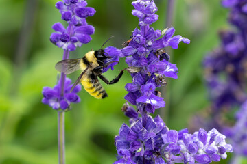 A bright yellow bumblebee pollinates a flower on a lavender stalk with other smaller insects...