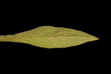 European Goldenrod (Solidago virgaurea). Leaf Closeup
