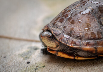 tortuga candado amarillo costa rica