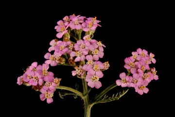 Yarrow (Achillea millefolium). Synflorescence Closeup (Pink Form)