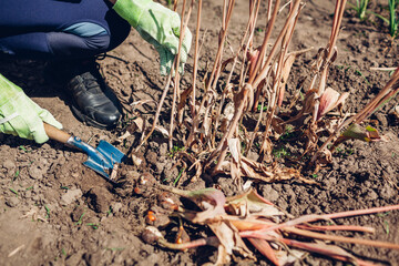 Gardener digging tulips bulbs out in summer garden using shovel. End of vegetation of plant with dry wilted leaves.