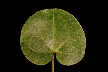 Asarabacca (Asarum europaeum). Leaf Closeup