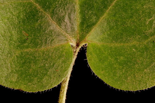 Asarabacca (Asarum europaeum). Leaf Detail Closeup
