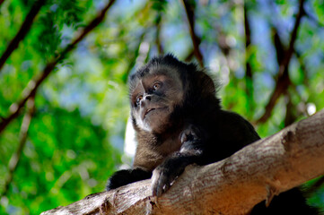 Capuchin monkey in the middle of the trees showing expressive face