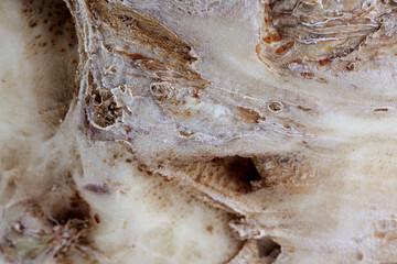 Close up Macro of Celeriac, AKA celery root